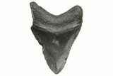 Fossil Megalodon Tooth - South Carolina #368418-1